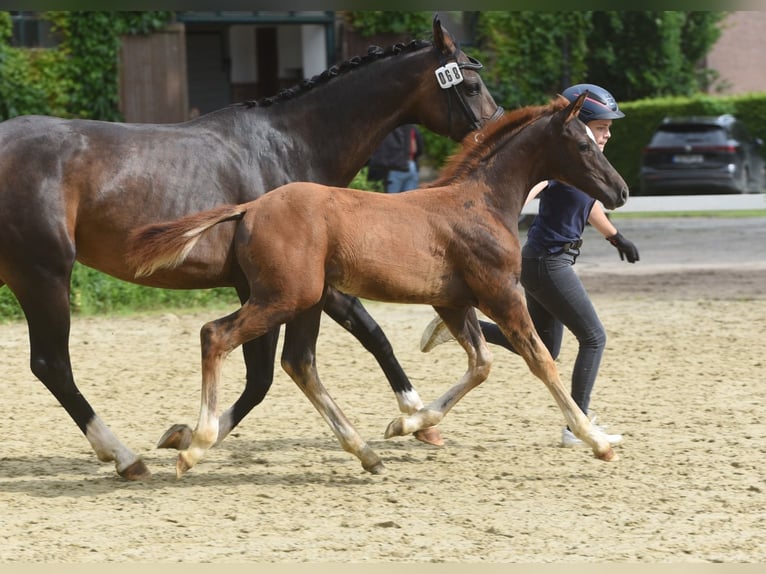 Plus de chevaux à sang chaud Étalon Poulain (03/2026) 125 cm Alezan brûlé in Oelde