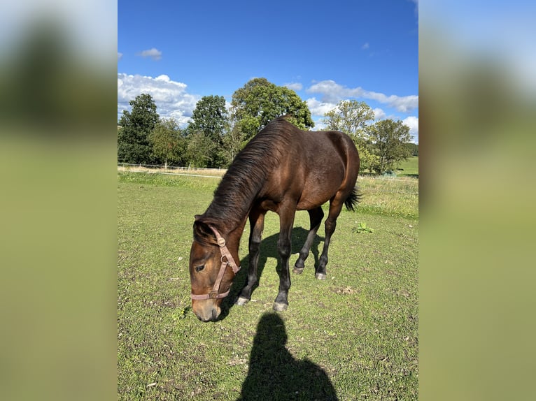 Plus de chevaux à sang chaud Croisé Étalon Poulain (03/2025) 155 cm Bai in Drebach