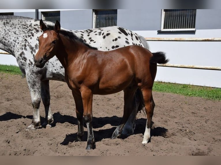 Plus de chevaux à sang chaud Croisé Étalon Poulain (04/2023) 165 cm Bai in Chełmno