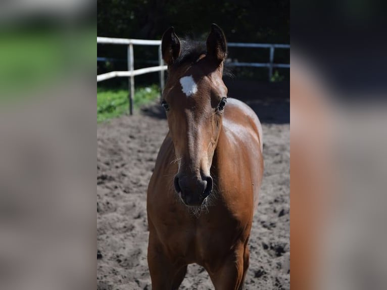 Plus de chevaux à sang chaud Croisé Étalon Poulain (04/2023) 165 cm Bai in Chełmno