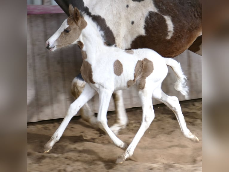 Plus de chevaux à sang chaud Étalon Poulain (03/2023) 165 cm Pinto in Borgentreich