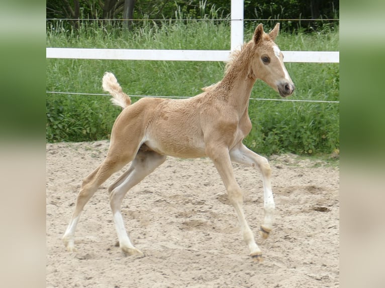 Plus de chevaux à sang chaud Étalon Poulain (03/2024) 167 cm Palomino in Borgentreich