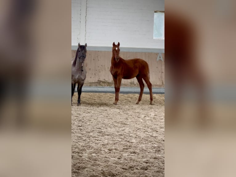 Plus de chevaux à sang chaud Étalon Poulain (04/2025) 168 cm Alezan in Warendorf