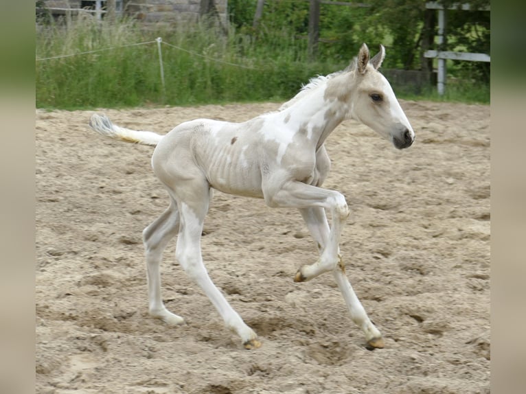 Plus de chevaux à sang chaud Étalon Poulain (05/2025) 168 cm Pinto in Borgentreich