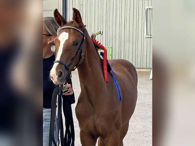 Plus de chevaux à sang chaud Étalon Poulain (01/2025) 170 cm Alezan in Tistedal