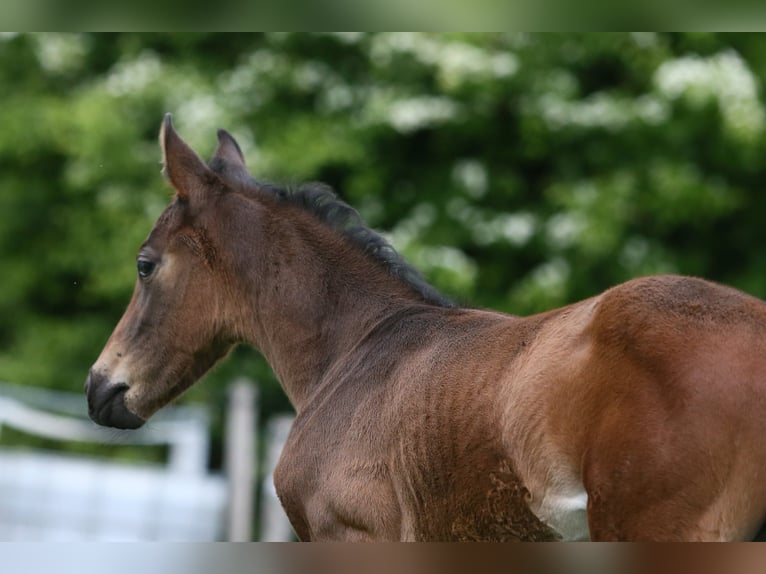 Plus de chevaux à sang chaud Étalon Poulain (05/2026) 170 cm Bai brun foncé in Wittmund