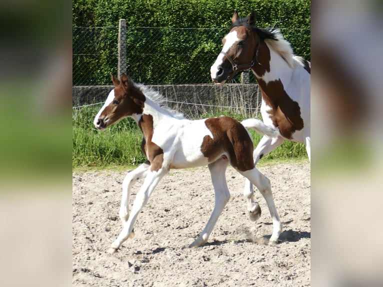 Plus de chevaux à sang chaud Étalon Poulain (04/2024) 170 cm Pinto in Borgentreich