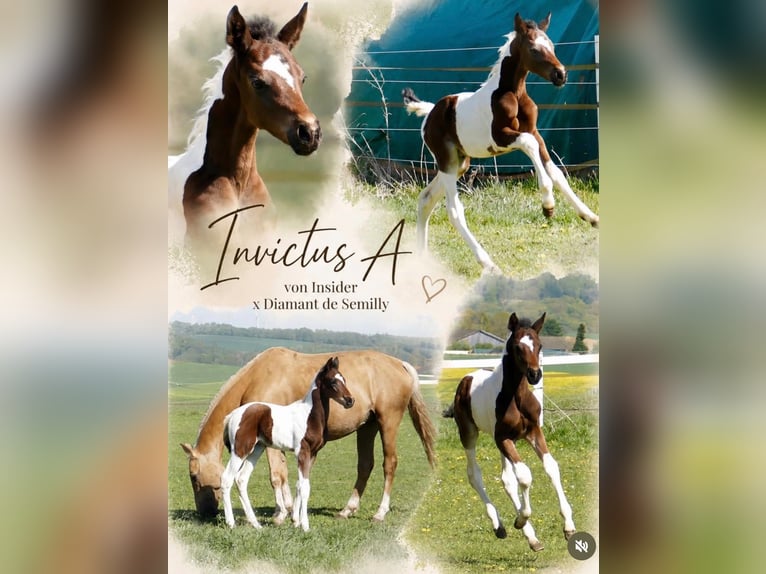 Plus de chevaux à sang chaud Étalon Poulain (03/2026) 170 cm Pinto in Borgentreich