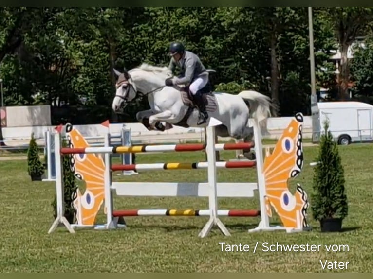 Plus de chevaux à sang chaud Étalon  Alezan in Stulln