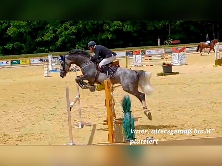 Plus de chevaux à sang chaud Étalon Poulain (02/2025) Alezan in Stulln