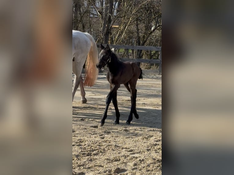 Plus de chevaux à sang chaud Étalon Poulain (03/2026) Bai brun in Heubach