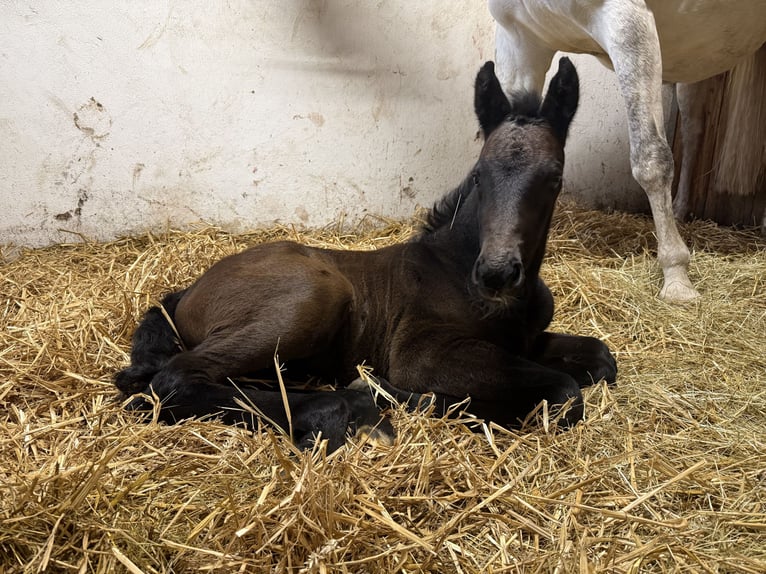 Plus de chevaux à sang chaud Étalon Poulain (03/2026) Bai brun in Heubach