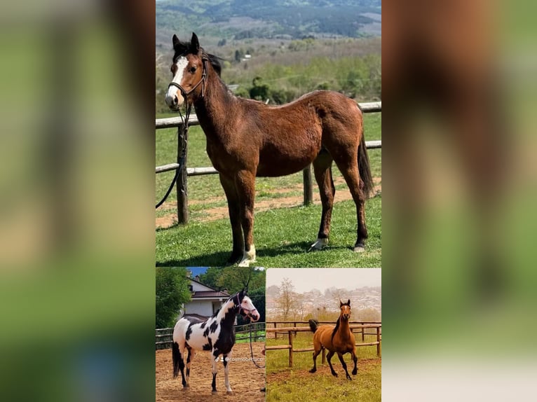 Plus de chevaux à sang chaud Étalon Poulain (04/2026) Bai brun in Simbario