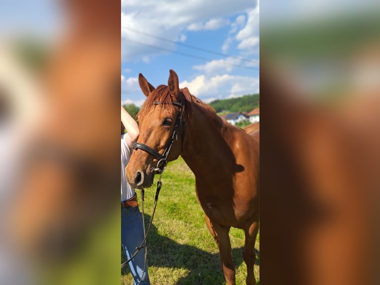 Plus de chevaux à sang chaud Hongre 10 Ans 150 cm Alezan in Rainbach im Innkreis