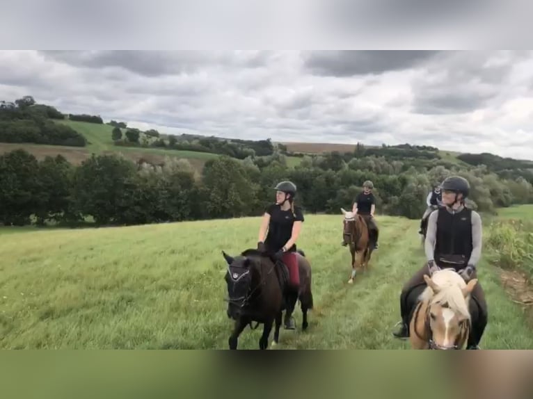 Plus de chevaux à sang chaud Hongre 10 Ans 155 cm Gris pommelé in Mainbernheim