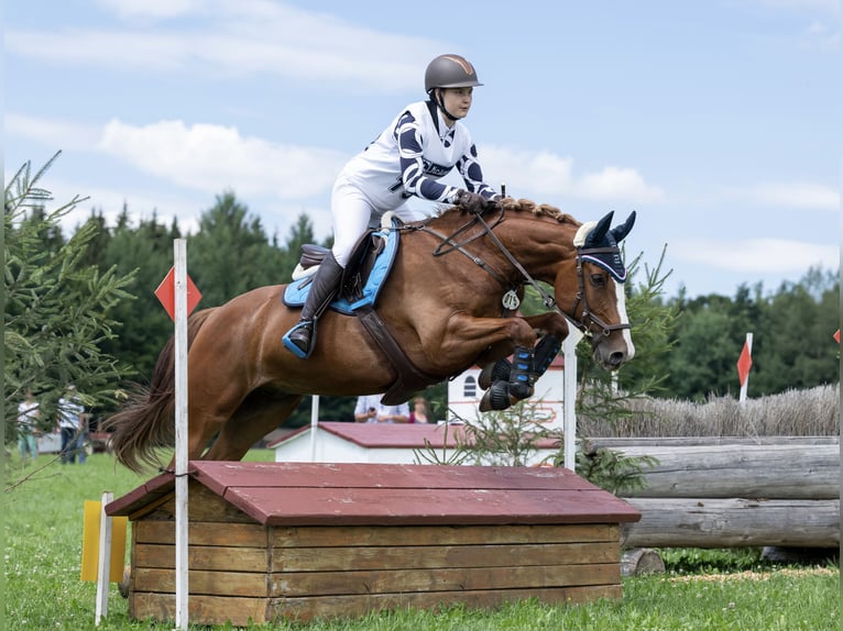 Plus de chevaux à sang chaud Hongre 10 Ans 158 cm Alezan in Gauting