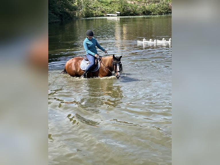 Plus de chevaux à sang chaud Hongre 10 Ans 158 cm Alezan in Gauting