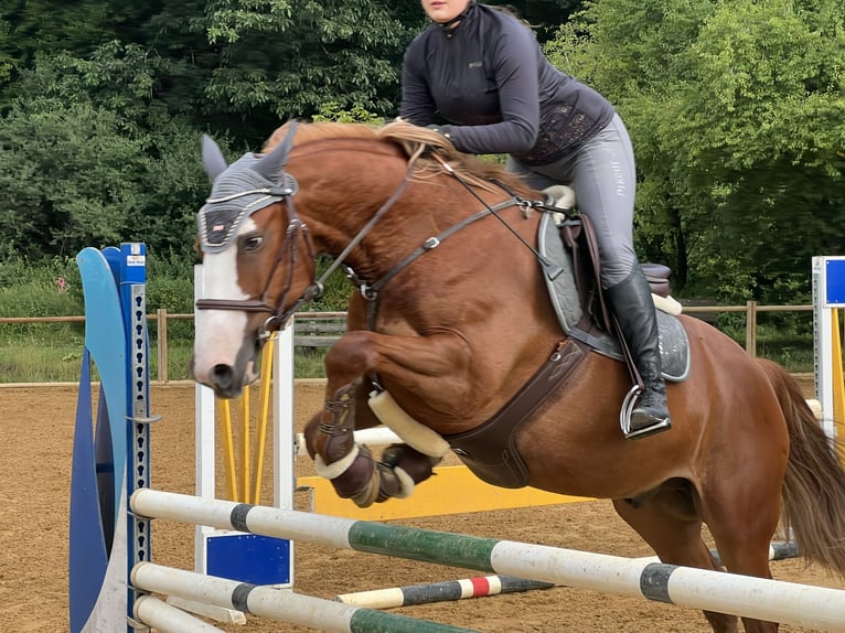 Plus de chevaux à sang chaud Hongre 10 Ans 158 cm Alezan in Gauting