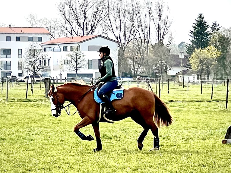 Plus de chevaux à sang chaud Hongre 10 Ans 158 cm Alezan in Gauting