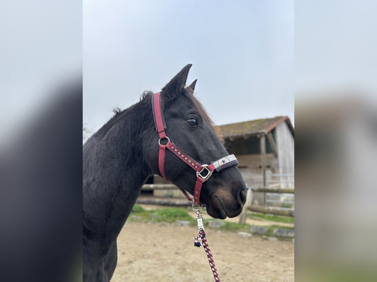 Plus de chevaux à sang chaud Hongre 10 Ans 158 cm Bai brun in Leibertingen