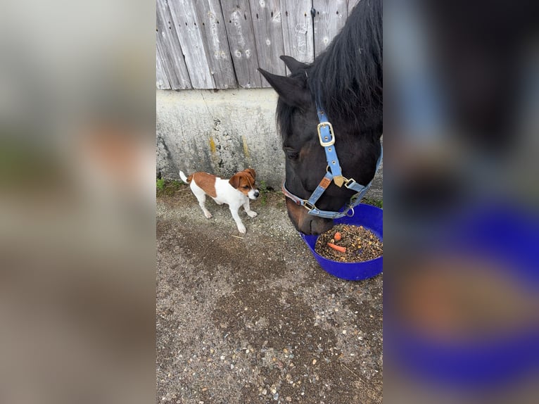 Plus de chevaux à sang chaud Hongre 10 Ans 158 cm Bai brun in Leibertingen