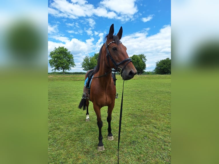 Plus de chevaux à sang chaud Hongre 10 Ans 158 cm Bai clair in Mala Subotica