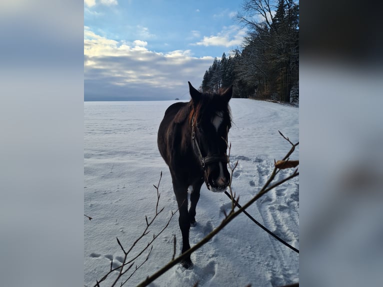 Plus de chevaux à sang chaud Hongre 10 Ans 160 cm Bai brun foncé in Babensham