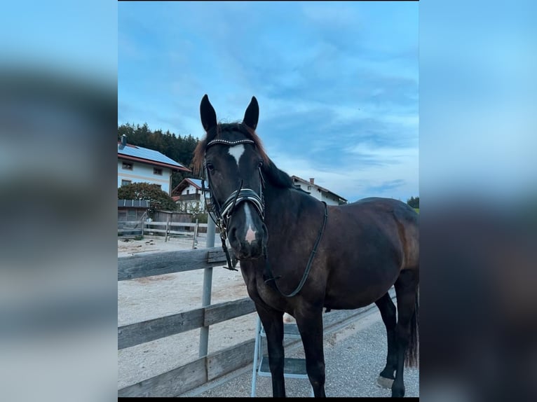 Plus de chevaux à sang chaud Hongre 10 Ans 160 cm Bai brun foncé in Babensham