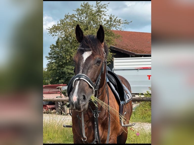 Plus de chevaux à sang chaud Hongre 10 Ans 160 cm Bai brun foncé in Babensham