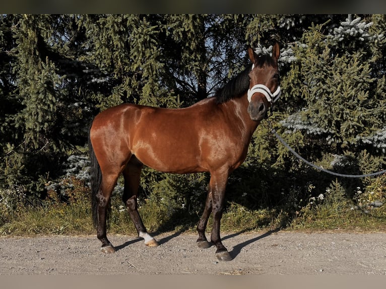 Plus de chevaux à sang chaud Croisé Hongre 10 Ans 162 cm Bai in Szymanowo