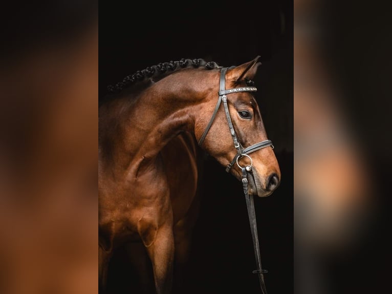 Plus de chevaux à sang chaud Croisé Hongre 10 Ans 162 cm Bai in Szymanowo