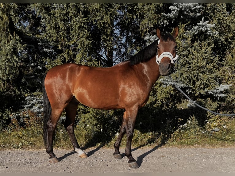 Plus de chevaux à sang chaud Croisé Hongre 10 Ans 162 cm Bai in Szymanowo