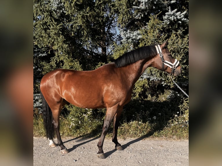 Plus de chevaux à sang chaud Croisé Hongre 10 Ans 162 cm Bai in Szymanowo