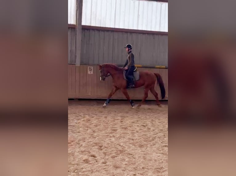 Plus de chevaux à sang chaud Croisé Hongre 10 Ans 163 cm Alezan in Ansbach