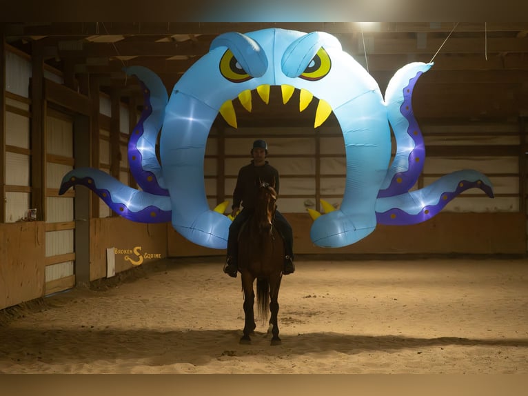 Plus de chevaux à sang chaud Croisé Hongre 10 Ans 163 cm Bai cerise in Bogard