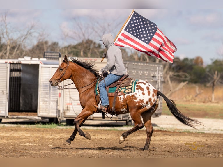 Plus de chevaux à sang chaud Croisé Hongre 10 Ans 163 cm Bai cerise in Bogard