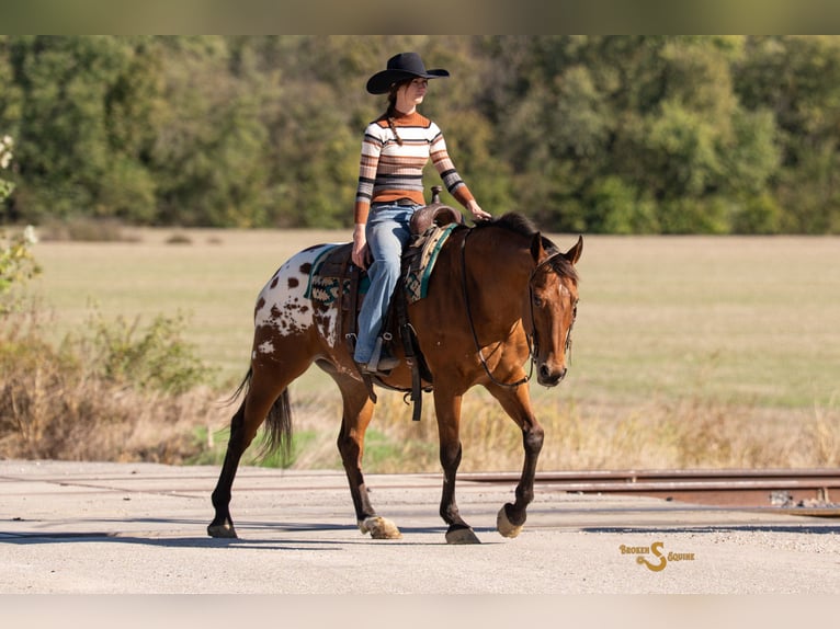 Plus de chevaux à sang chaud Croisé Hongre 10 Ans 163 cm Bai cerise in Bogard
