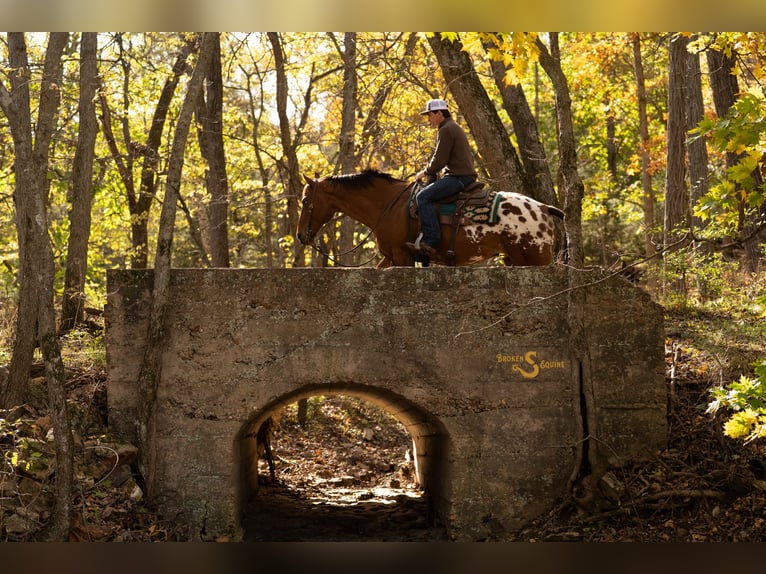 Plus de chevaux à sang chaud Croisé Hongre 10 Ans 163 cm Bai cerise in Bogard