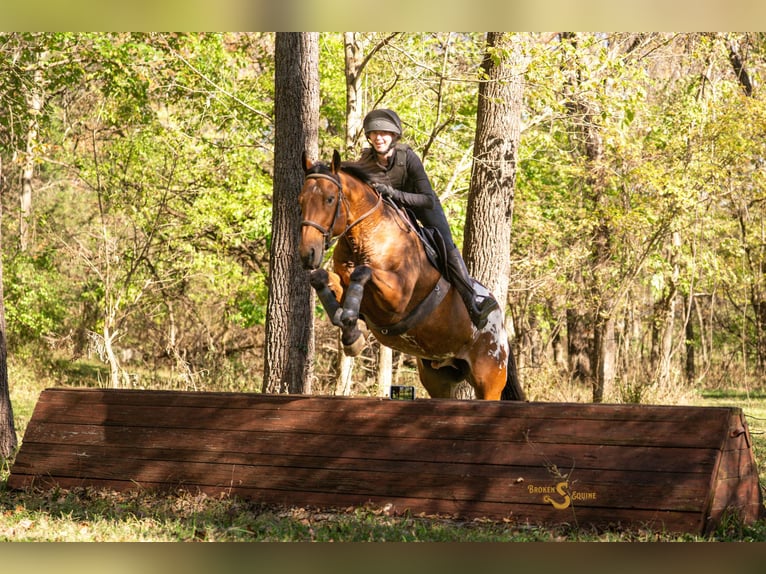 Plus de chevaux à sang chaud Croisé Hongre 10 Ans 163 cm Bai cerise in Bogard