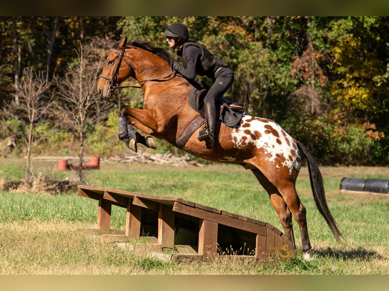 Plus de chevaux à sang chaud Croisé Hongre 10 Ans 163 cm Bai cerise in Bogard