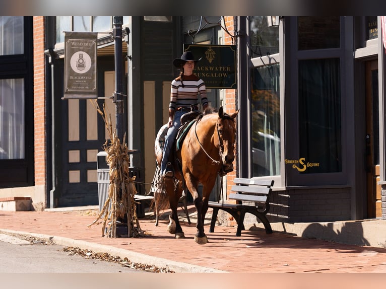 Plus de chevaux à sang chaud Croisé Hongre 10 Ans 163 cm Bai cerise in Bogard