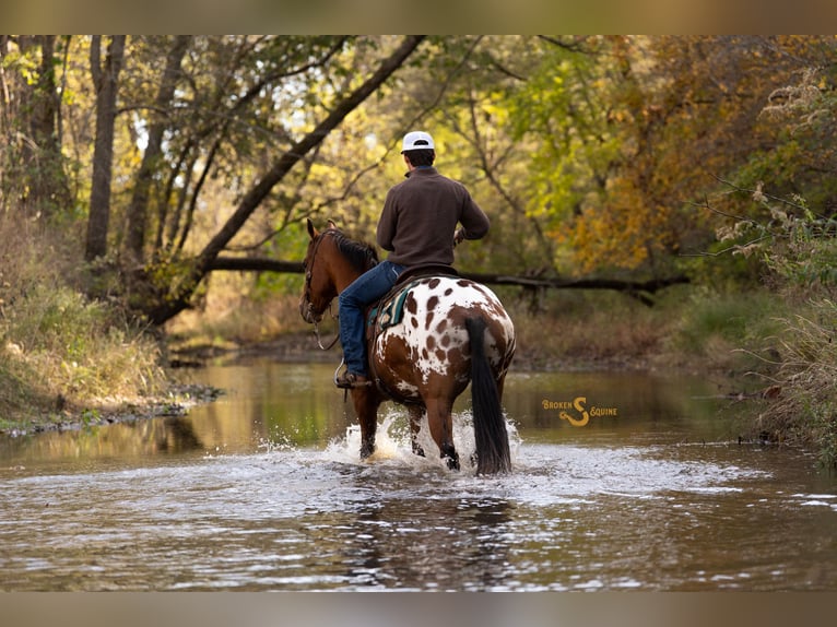 Plus de chevaux à sang chaud Croisé Hongre 10 Ans 163 cm Bai cerise in Bogard