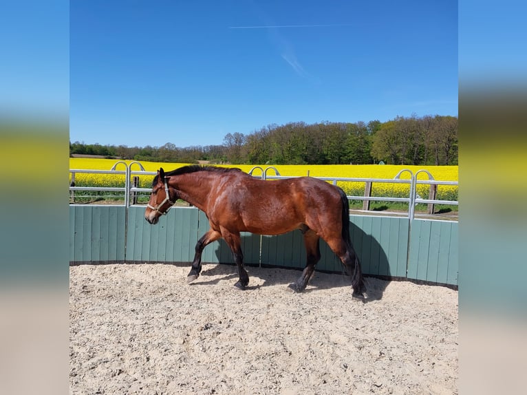 Plus de chevaux à sang chaud Hongre 10 Ans 163 cm Bai in Meine