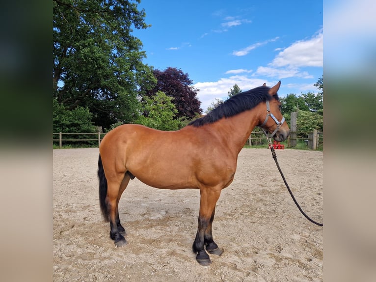 Plus de chevaux à sang chaud Hongre 10 Ans 163 cm Bai in Meine