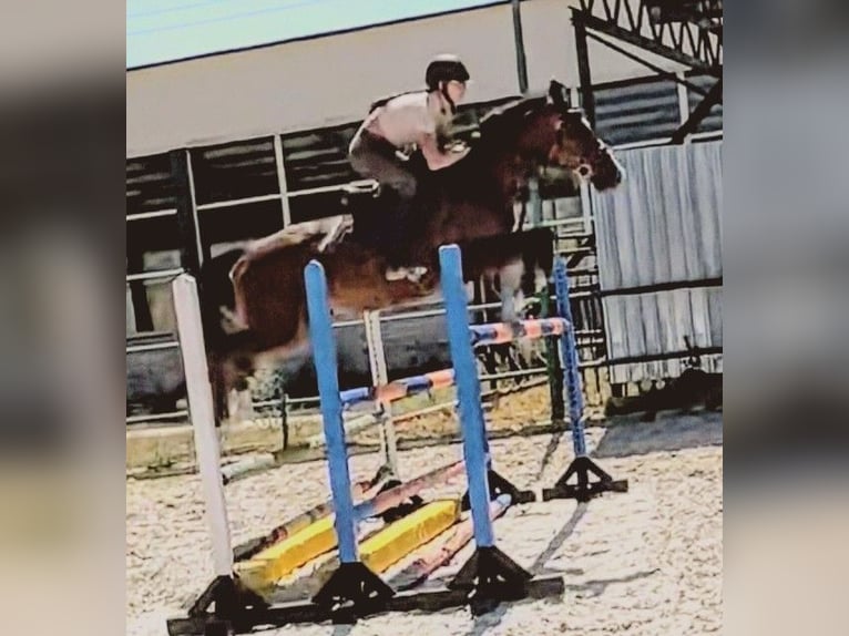 Plus de chevaux à sang chaud Croisé Hongre 10 Ans 165 cm Bai in Senovo
