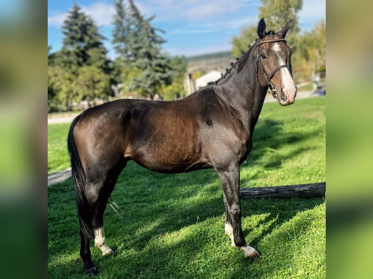 Plus de chevaux à sang chaud Croisé Hongre 10 Ans 165 cm Bai in Senovo