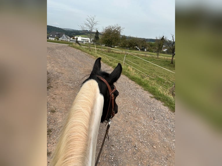 Plus de chevaux à sang chaud Hongre 10 Ans 165 cm Pinto in Merchweiler