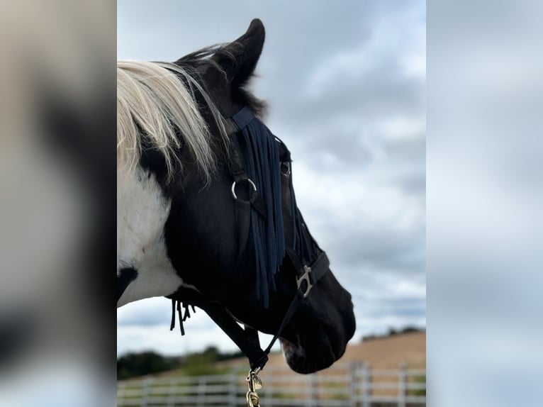 Plus de chevaux à sang chaud Hongre 10 Ans 165 cm Pinto in Merchweiler