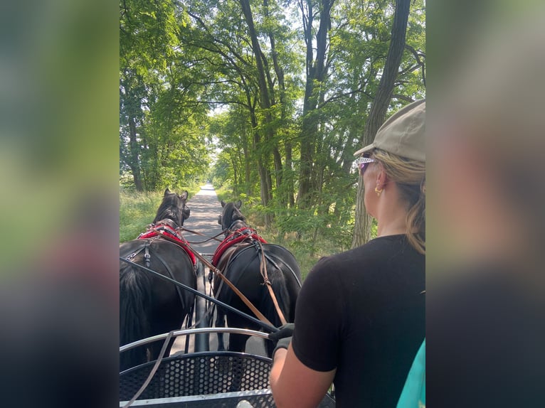 Plus de chevaux à sang chaud Hongre 10 Ans 166 cm Noir in Altlandsberg