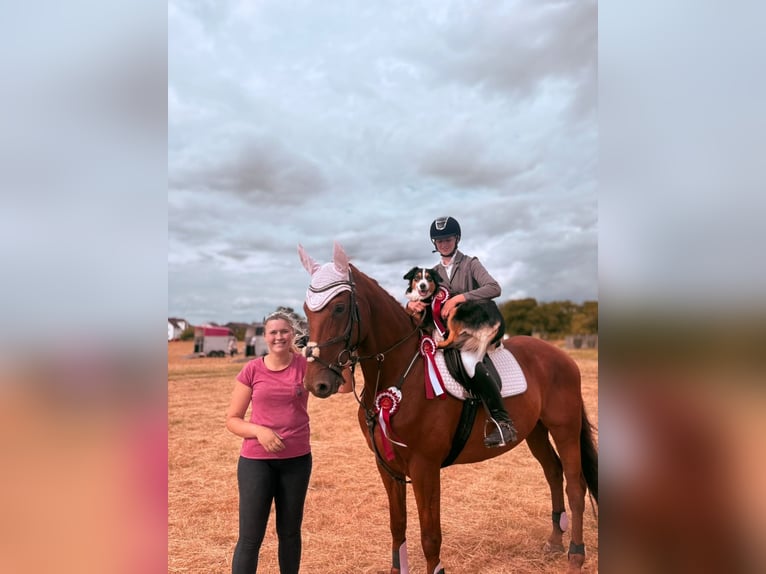 Plus de chevaux à sang chaud Hongre 10 Ans 168 cm Alezan in Bad Orb